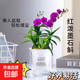 香水石斛蘭花苗盆栽四季開(kāi)花帶花劍好養花卉植物客廳辦公桌面綠植 香水石斛蘭帶花+北歐吸收盆約30cm高