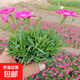 歐石竹花苗初吻多年生四季開(kāi)花草坪盆栽耐寒耐旱宿根粉貝康乃馨 歐石竹粉貝12盆約10cm高原盆土 含盆