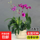 香水石斛蘭花苗盆栽四季開(kāi)花帶花劍好養花卉植物客廳辦公桌面綠植 香水石斛蘭帶花+奶油甜甜圈盆約30cm高