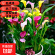 室內外盆栽馬蹄蓮鮮花進(jìn)口馬種彩球庭院露臺盆栽觀(guān)賞性切花花卉 混色種球直徑4-6cm【贈肥料】 3顆試種【包成活】