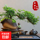 【清香木盆景】飄枝老樁花卉好養綠植盆栽茶桌高檔年貨帶花盆底座 酒壺盆清香木15-20+底座+小沙彌