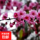 耐寒紅梅花樹(shù)苗地栽庭院濃香型四季花卉植物骨里紅梅臘梅綠梅室外 美人梅樹(shù)苗【帶土球發(fā)貨】 3公分粗1.4米高度【帶分叉】