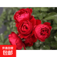 藤本月季花苗小苗特大花卉綠植物室內盆栽玫瑰薔薇花爬藤多季開(kāi)花 佛羅倫蒂娜（爬藤大花)高約【15-20cm】