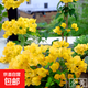 重瓣紅三角梅盆栽帶花三角梅苗勤花品種爬藤老樁室內花卉植物四季 金黃 5年苗【帶花發(fā)貨】不含盆