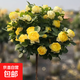 多色月季花棒棒糖樹(shù)樁月季濃香玫瑰花月季花四季開(kāi)花庭院盆栽植物 黃色大花棒棒糖 粗度1公分左右樹(shù)樁