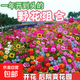 花草野花組合種子波斯菊種籽子庭院陽(yáng)臺盆栽地栽春天四季易活花籽 四季野花【半斤裝】 實(shí)體批發(fā)/包成活