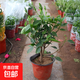 扶?；ㄅ柙灾匕陰Щòt色朱瑾牡丹草陽(yáng)臺四季開(kāi)花卉室內植物綠植 大紅色重瓣【帶花苞】7年苗（原 含盆