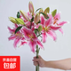 【香水百合】花店同款七夕節禮物鮮花云南昆明基地直發(fā)混搭鮮切花 百合粉色9朵（不指定品種）
