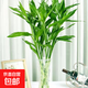 【富貴竹】水培節節高室內綠植客廳招財植物鮮花卉好養常綠七夕 綠色水培富貴竹70cm10枝