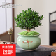 黃楊盆景老樁桌面植物室內外茶幾綠植小盆栽庭院造型樹(shù)苗四季常青 大黃楊+梅青618瓷盆+苔蘚+送底托 帶盆栽好