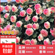 1.6米爬藤月季大苗蒂娜四季開(kāi)花薔薇基地直發(fā)【買(mǎi)就送扦插小苗】 粉色龍沙寶石1.6米開(kāi)花爆滿(mǎn) 送種植說(shuō)明書(shū)