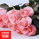 藤本月季花苗小苗特大花卉綠植物室內盆栽玫瑰薔薇花爬藤多季開(kāi)花 戴安娜（玫瑰大花）高約【15-20cm】