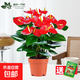 水培紅掌盆栽帶花鴻運當頭一帆風(fēng)順易活四季開(kāi)花卉綠植物室內好養 【爆盒好貨】特級紅掌7-10花（原盆）+營(yíng)養液 含盆