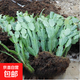 多色蟹爪蘭花苗盆栽帶花苞四季開(kāi)花重瓣螃蟹抓蓮好養易活室內花卉 特惠10棵當年開(kāi)花（下單備注品種） 不含盆
