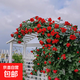 1.6米藤本月季特大花濃香庭院爬藤攀援植物薔薇花苗陽(yáng)臺玫瑰盆栽 【蒂娜】多分枝精選母本大苗1.6米高左右