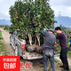 正宗耐冬茶花樹(shù)苗耐熱茶花地栽南北方種風(fēng)景樹(shù)四季不落葉茶花大樹(shù) 牡丹茶花 2cm粗【樹(shù)形一般】1米高左右
