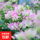 重瓣紅三角梅盆栽帶花三角梅苗勤花品種爬藤老樁室內花卉植物四季 綠櫻 3年苗【當年開(kāi)花】不含盆
