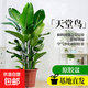 天堂鳥(niǎo)盆栽客廳室內大型綠植辦公室居家植物新房吸除甲醛好養 天堂鳥(niǎo)60-70厘米（原盆）3顆