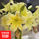 【香水百合】花店同款七夕節禮物鮮花云南昆明基地直發(fā)混搭鮮切花 百合黃色9朵（不指定品種）