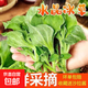 新鮮現摘冰草水晶冰菜生吃超市品質(zhì)沙拉火鍋食材巨鮮嫩 冰草1斤