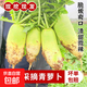 新鮮水果青蘿卜甜脆沙地蘿卜農家蔬菜即食生吃 新鮮9斤青蘿卜