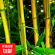 竹子苗庭院室內外觀(guān)賞盆栽地栽四季常青紫竹青竹苗金鑲玉竹苗帶土 金鑲玉竹【帶土球包成活】 1.5厘米5顆【1.7米高左右】
