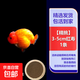 精挑細選金魚(yú)精品蘭壽花壽瑪麗魚(yú)苗泰獅金魚(yú)黑白虎三色將軍浩克短尾原泰招財風(fēng)水魚(yú)小苗子包活 【精挑】3-5cm紅壽1條