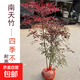 叢生南天竹老樁火焰南天竹苗盆栽樹(shù)苗庭院地栽四季紅天竺客廳耐寒 叢生2年苗：20-30厘米高左右：2-3分枝