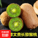 正宗修文貴長(cháng)獼猴桃新鮮水果 帶箱3斤單果80g+