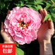 正宗洛陽(yáng)牡丹花苗重瓣牡丹花樹(shù)苗大花庭院陽(yáng)臺盆栽地栽花卉植物 胭脂紅 (3-6分叉)+肥料 不含盆
