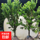 羅漢松大樹(shù)苗基地直銷(xiāo)雀舌盆景大型庭院綠植四季常青花卉造型大樹(shù) 羅漢松直徑4公分