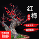 原生梅花盆景臘梅老樁紅梅樹(shù)苗耐寒植物帶花苞濃香型庭院花卉盆栽 優(yōu)質(zhì)7年紅梅盆栽1棵（粗3公分粗，當年開(kāi)花）