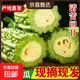 【京東物流】農家新鮮苦瓜蔬菜清熱降火農家自種現摘現發(fā)生鮮 新鮮苦瓜 2斤 帶箱