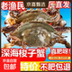 【新貨母蟹】梭子蟹新鮮冷凍特大海螃蟹白蟹公蟹母蟹飛蟹海鮮批發(fā) 精品大號母蟹5斤裝【2-3只每斤】