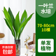 水培一葉蘭大葉綠植盆栽客廳辦公室內桌面水養四季常青懶人好養活 精品一葉蘭高70-80厘米10棵（不含瓶）+營(yíng)養液 不含盆
