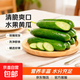 壽光水果黃瓜山東時(shí)令果蔬小青瓜蔬菜火鍋食材清脆爽口產(chǎn)地直發(fā) 水果黃瓜帶箱5斤【劃算】