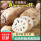 正宗洪湖蓮藕九孔水果脆藕現挖現發(fā)火鍋食材輕食沙拉蔬菜京東快遞 新鮮水果脆蓮藕5斤 保鮮發(fā)貨