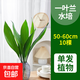 水培一葉蘭大葉綠植盆栽客廳辦公室內桌面水養四季常青懶人好養活 【超值款】一葉蘭高50-60厘米10棵（不含瓶） 不含盆