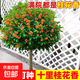 桂花大樹(shù)北方耐寒四季開(kāi)花金桂苗丹桂狀元紅庭院門(mén)前矮樁花卉綠植 精選桂花(2公分粗)開(kāi)花多多