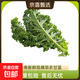 羽衣甘藍新鮮生鮮蔬菜嫩葉甘蘭芥藍西餐沙拉榨汁減肥減脂 羽衣甘藍減脂嘗鮮裝1斤