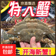 梭子蟹鮮活新鮮冷凍特大一整箱螃蟹野生海蟹飛蟹公蟹母蟹冰鮮 【母蟹嘗鮮】母蟹凈重3斤/7-9只