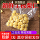 【國家地理認證】正宗湖北羅田新鮮生板栗仁真空包裝去殼去皮栗子 400g 新鮮剝殼板栗仁3包