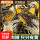 鮮活六月黃大閘蟹固城湖螃蟹河蟹產(chǎn)地直發(fā)0.8-1.2兩/只 0.8-1.2兩/只10只＋2只補死亡