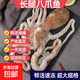 超大長(cháng)腿八爪魚(yú)新鮮活特大冰凍熟凍大章魚(yú)八爪魚(yú)冷凍冰衣 500克*3包 1500g(凈重)