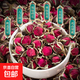 玫瑰正品金邊玫瑰純天然玫瑰花蕾特選干玫瑰花茶補氣血無(wú)添加泡茶 玫瑰 100g*1包