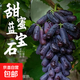 2025頭茬藍寶石葡萄酸甜無(wú)籽純天然種植一整箱葡萄水果新鮮當季 凈重1.5斤