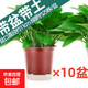 綠蘿盆栽室內客廳綠植花卉 家用凈化空氣綠籮植物吸除甲醛吊蘭 高20CM【原盆+自吸水】10盆+5肥