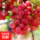 新鮮采摘妮娜皇后無(wú)籽紅提葡萄應季精選皮薄肉厚水果 串型果2.5-3斤裝