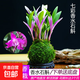 【不帶花】新品七彩香水石斛蘭冬帶花苞水培開(kāi)花濃香室內綠植盆栽 12苗 精品七彩石斛 年底開(kāi)花能多 苔蘚球款 下單送仿古底座