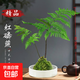 蕨類(lèi)水培植物盆栽紅磷蕨苔蘚球一葉蕨室內耐陰新中式禪意盆景綠植 精品紅磷蕨苔蘚球40-50cm【白瓷盆】 送營(yíng)養液